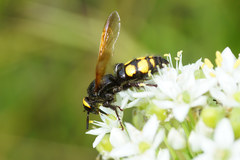 Scolia fuciformis