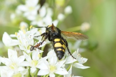 Scolia fuciformis