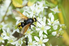 Scolia fuciformis