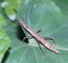 Hypocyrtus ornatissimus