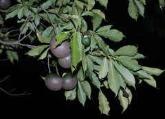 Tabernaemontana donnell-smithii