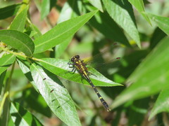 Neogomphus edenticulatus