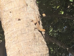 Agama picticauda image