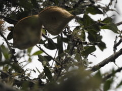 Aspidosperma triternatum