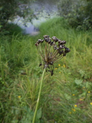 Allium angulosum