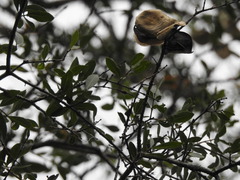 Aspidosperma triternatum