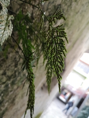 Asplenium adiantum-nigrum