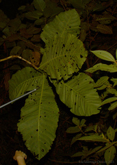 Bathysa australis