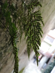 Asplenium adiantum-nigrum