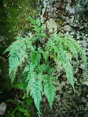 Asplenium adiantum-nigrum