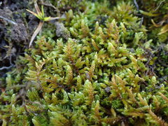 Hypnum cupressiforme lacunosum