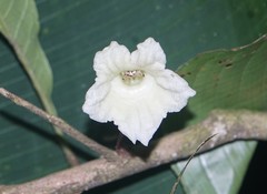 Parmentiera cereifera