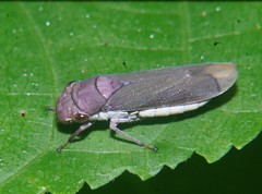 Oncometopia capricornis