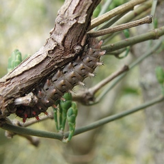 Zerynthia rumina