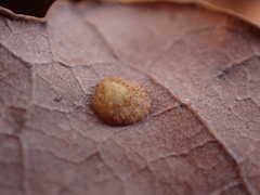 Neuroterus quercusbaccarum