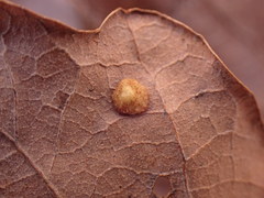 Neuroterus quercusbaccarum