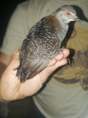 Laterallus jamaicensis