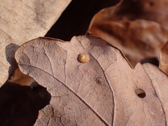 Neuroterus quercusbaccarum