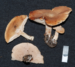 Rhodocybe gemina