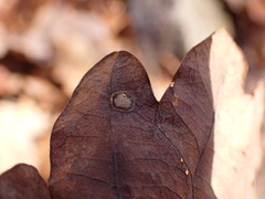 Neuroterus quercusbaccarum