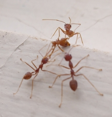 Oecophylla smaragdina
