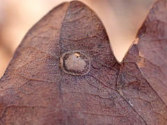 Neuroterus quercusbaccarum