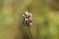 Pseudapis diversipes