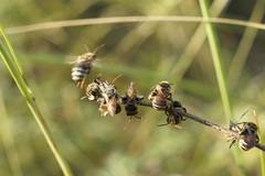 Pseudapis diversipes