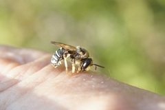 Pseudapis diversipes