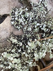 Cladonia rappii