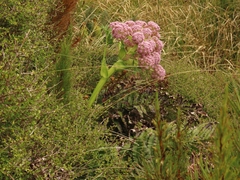 Anisotome latifolia