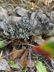 Cladonia rappii
