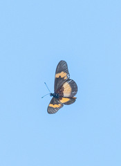 Acraea aganice montana