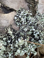 Cladonia rappii
