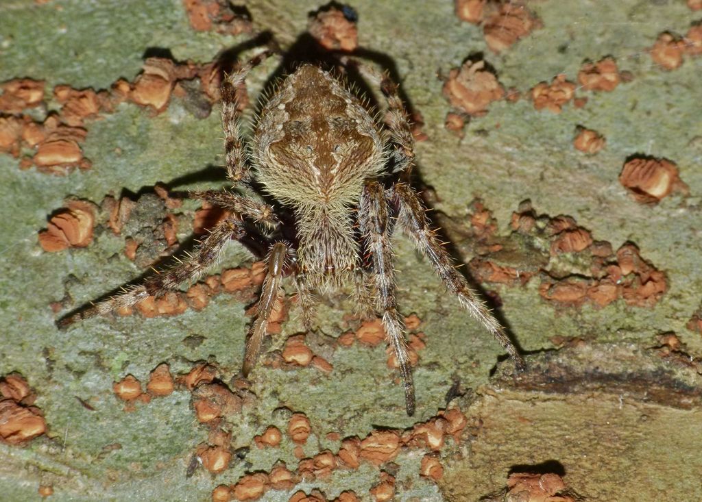 Australian Garden Orb Weaver