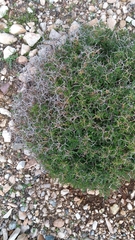Sarcopoterium spinosum