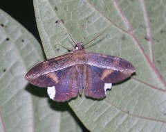 Hemeroblemma numeria