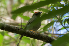 Chiroxiphia lanceolata
