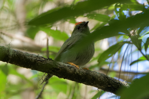 Lance-tailed Manakin (Chiroxiphia lanceolata), photo 8