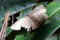 Achlyodes