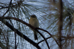Vireo philadelphicus