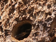 Sphyrapicus thyroideus