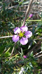 Fagonia cretica