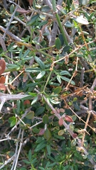 Fagonia cretica