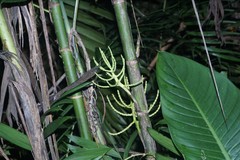 Chamaedorea tepejilote