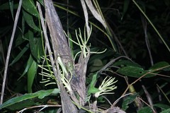 Chamaedorea tepejilote