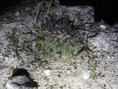 Hamatocactus hamatacanthus