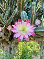 Cereus forbesii