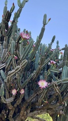 Cereus forbesii