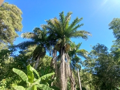Roystonea borinquena